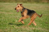 Airedale Terrier 101 – Dogster