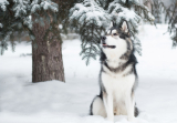 The Best Snow Dog Breeds – Dogster