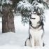 Must-Have Cold-Weather Gear for Dogs