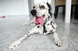 What is the Dalmatian Temperament Like? – Dogster