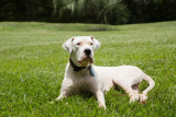 18 Facts About the Imposing Dogo Argentino – Dogster