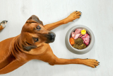 3 Raw Dog Food Diets and How to Get Started – Dogster