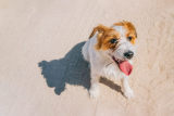 How To Cool Down a Dog In The Summer – Dogster