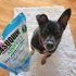 Are There Prenatal Vitamins for Dogs? – Dogster