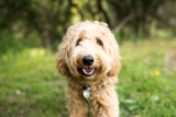 Labradoodle – Dogster