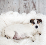 Are There Prenatal Vitamins for Dogs? – Dogster