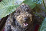 Keep Up with the Spanish Water Dog Breed – Dogster