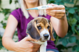 How to Take a Dog’s Temperature – Dogster