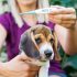 Can Dogs Have Almond Milk? – Dogster