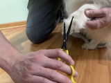 How to Trim Dog Paw Hair – Dogster