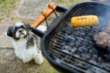 My Dog Ate Charcoal! What Do I Do? – Dogster