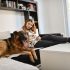 Does Your Dog Have Anxiety? There’s a Product for That – Dogster