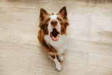 How to Stop Your Dog from Barking – Dogster