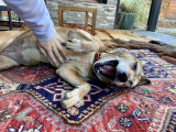 Why Do Dogs Like Belly Rubs? – Dogster