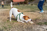 Why Do Dogs Eat Rocks and How to Stop It – Dogster