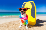 What’s Required to Travel to Hawaii With Your Dog? – Dogster