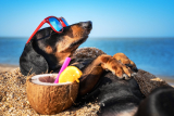 Why These 9 Breeds Love the Sun – Dogster