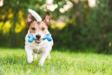 How to Teach Your Dog to Fetch – Dogster