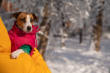 Must-Have Cold-Weather Gear for Dogs