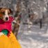 The Best Snow Dog Breeds – Dogster