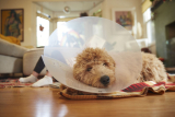 When to Take a Cone Off Dog After Neuter – Dogster