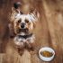 How to Choose a Good Dog Food – Dogster