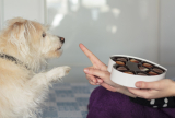 What To Do If Your Dog Eats Chocolate – Dogster