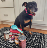 How Much Canned Food to Feed a Dog? – Dogster