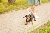 14 Tips to Help a Leash Reactive Dog – Dogster