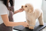 What is a Puppy Cut? – Dogster
