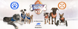 The Puppy Bowl is Back for 2023 – Dogster