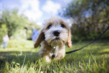 Help! My Puppy Doesn’t Want to Walk – Dogster