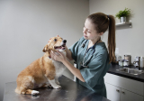 Signs, Symptoms and Advancement in Treatment – Dogster