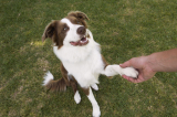 How to Teach a Dog to Shake – Dogster