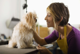 How Much to Tip a Dog Groomer – Dogster