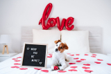 Valentine’s Day Gifts for Dogs – Dogster