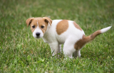 Why Does My Puppy Poop So Much? – Dogster