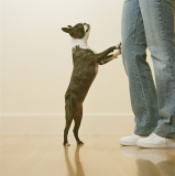 Why Does My Dog Stand on Me? – Dogster